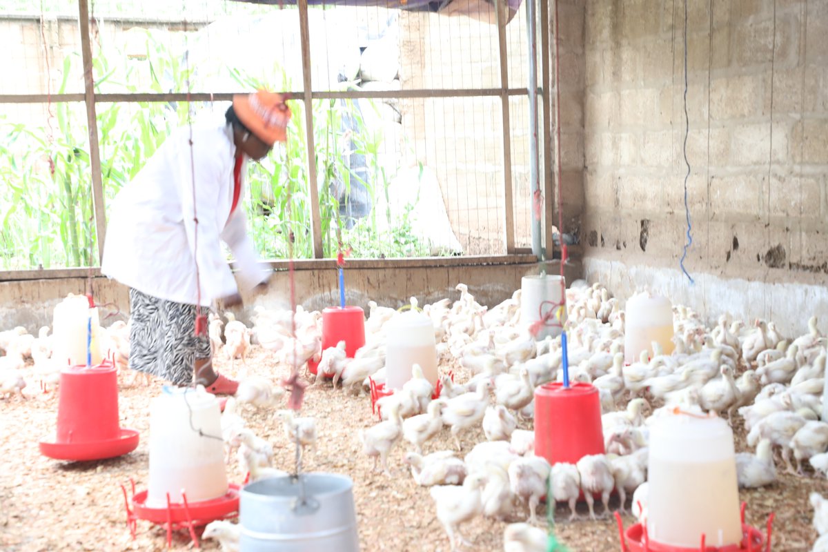 FsrpWa's tweet photo. Ghana: #FSRP support boosts the poultry value chain. FSRP is strengthening Ghana’s poultry value chain through training, vaccines, feed and chick distribution, helping farmers boost local chicken production, create jobs for women and youth to reduce dependence on imports. https://t.co/hBWltB380C