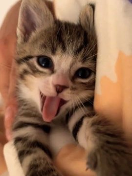 Silly little cats tweet media