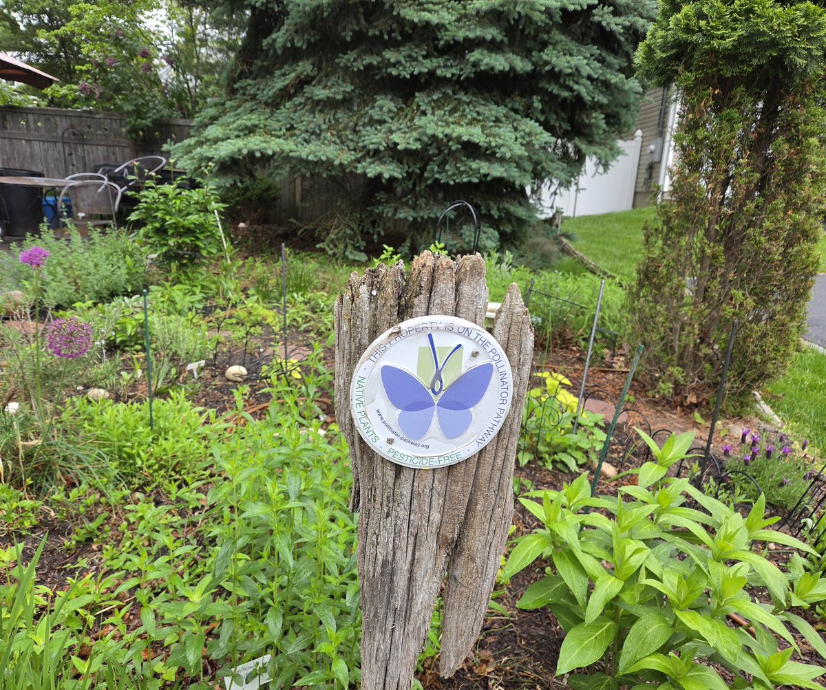 GotBeachGlass's tweet photo. @giveashitnature @JollyEarthling #HomegrownNationalPark
#PollinatorPathway https://t.co/70VM84c5Ws