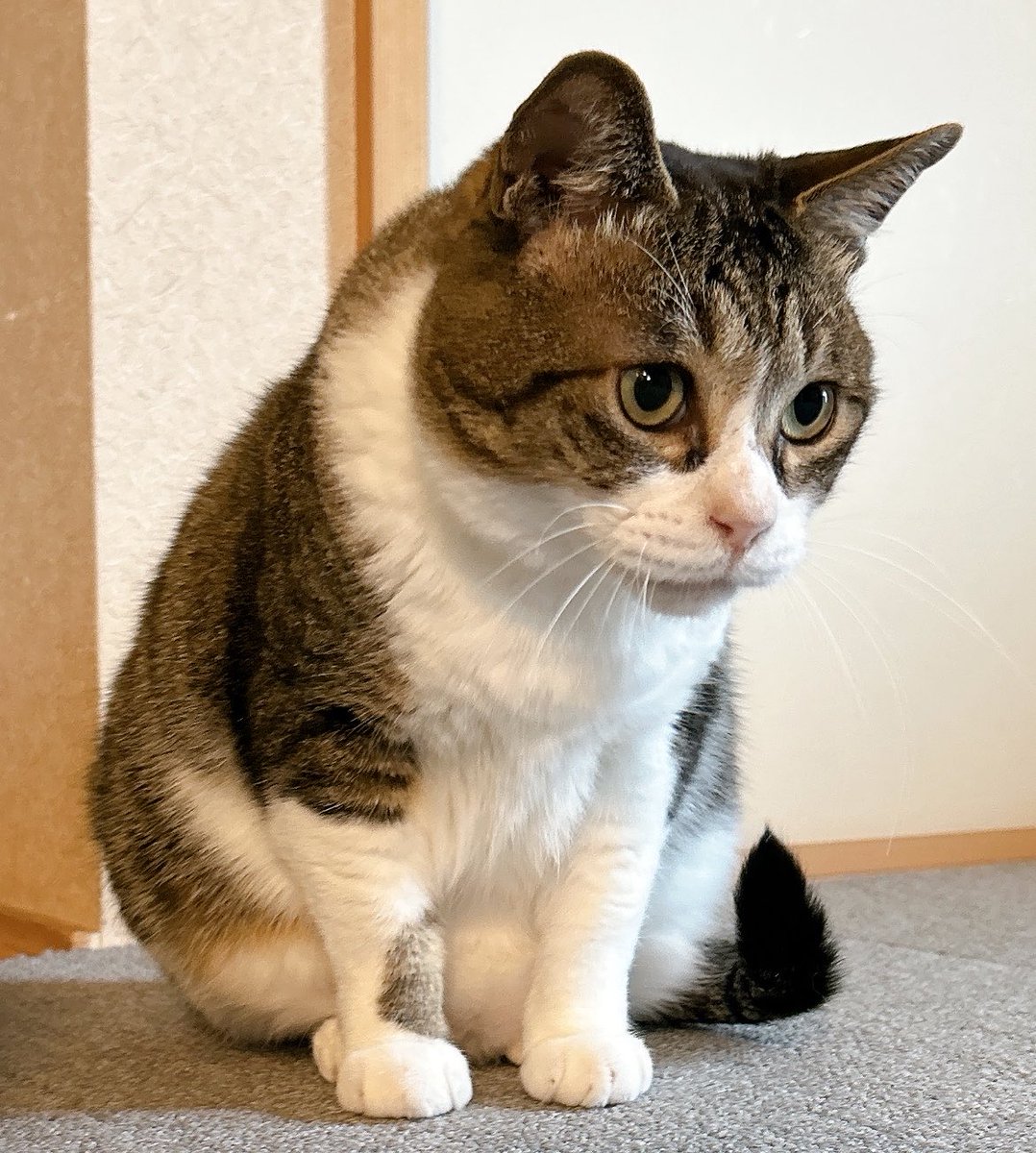 awpgmdj's tweet photo. 柄本明ｻﾝじゃないっすよก≖͈́_≖͈̀ )" ｼﾞｨ~

#猫のいる暮らし𓏲𓎨 
#ケツ曜日🍑 https://t.co/VVhf50KjsD