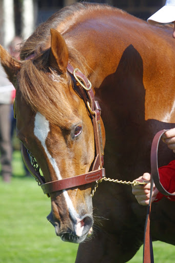 RacingPedigrees's tweet photo. As a big Starspangledbanner fan from debut to stud, it has been an exciting weekend seeing him sire the winners (Gstaad and Precise) of both the Irish 1000 and 2000 Guineas. Late his career but finally getting all the kudos he deserves! https://t.co/QtqI55CQm0