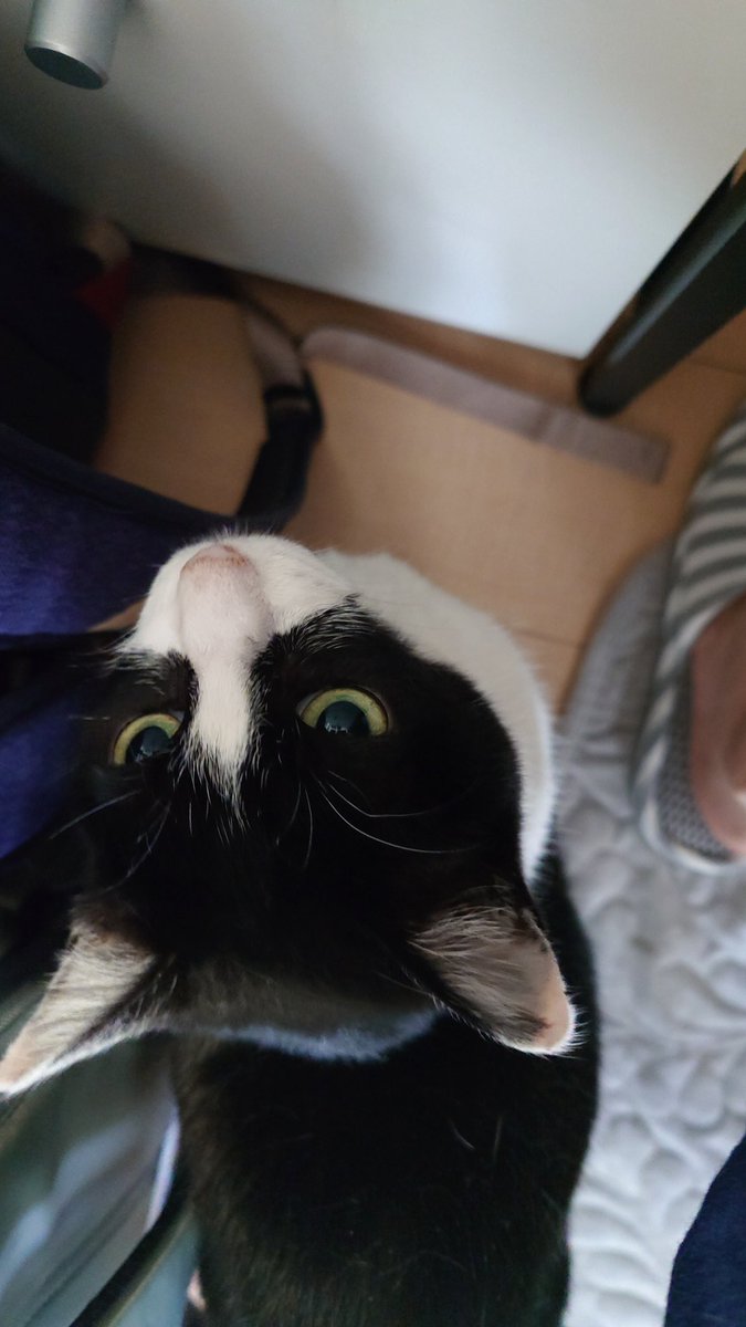 テレワーク準備万端のねこ
