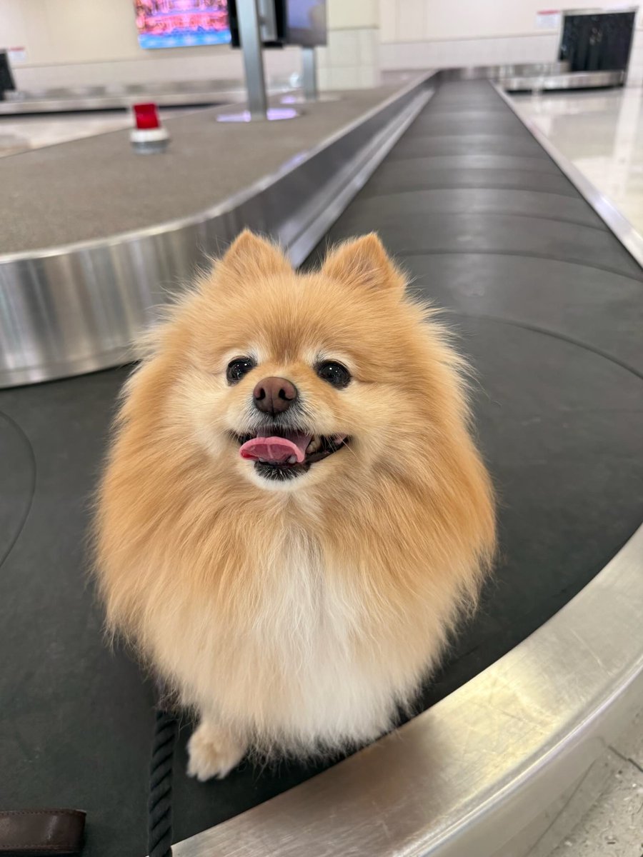 getspotcovered's tweet photo. the best travel companion 🥰 https://t.co/8GUTbmnZv2