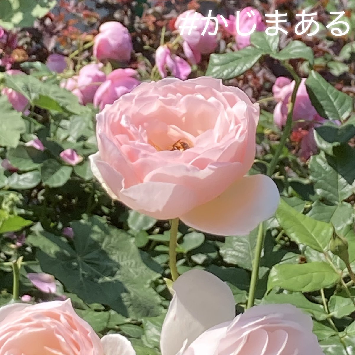 kajimaru2014's tweet photo. 光が丘の #四季の香ローズガーデン へ行きました🌹

バラの香りにはストレスを和らげ、幸福感をもたらす効果があるそうです👀

#かじまある では、お客様のご用意くださった用具でお掃除しております👍
ぜひ、お好みの香りで揃えてみてくださいね😆

#かじまある
#家事代行
#かじまあるスタッフ🐷 https://t.co/eJvc7UTRAG