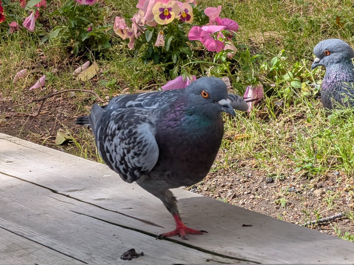 生物部活動報告 tweet media