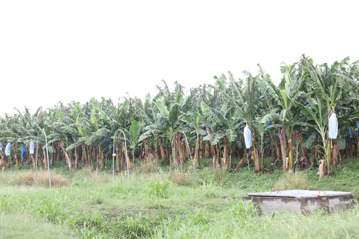 FsrpWa's tweet photo. Ghana: the Kpong Irrigation Scheme strengthens agric. resilience
With #FSRP support, Kpong Irrigation Scheme is rehabilitating canals &amp; water systems, improving irrigation for 2,500 farmers &amp; agribusinesses, boosting year-round rice production &amp; strengthening climate resilience. https://t.co/kHFJe67Gfs