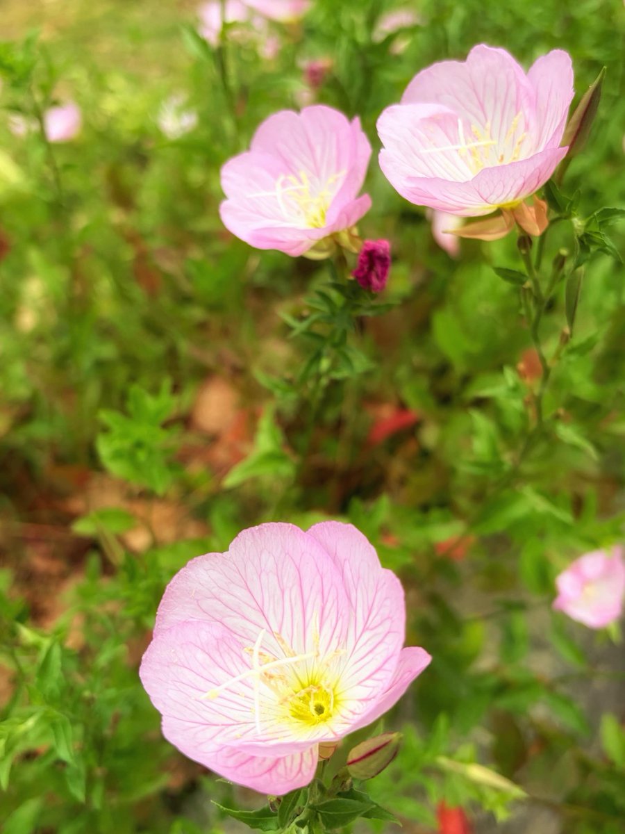 kero_yumi's tweet photo. 公園に沢山の昼咲月見草
淡いピンクの花びらと黄色のコントラストがなんとも可愛らしい
#昼咲月見草 #ヒルザキツキミソウ #pinkeveningprimrose #flowerstagram #道端の花 https://t.co/ztzj6uGOLh