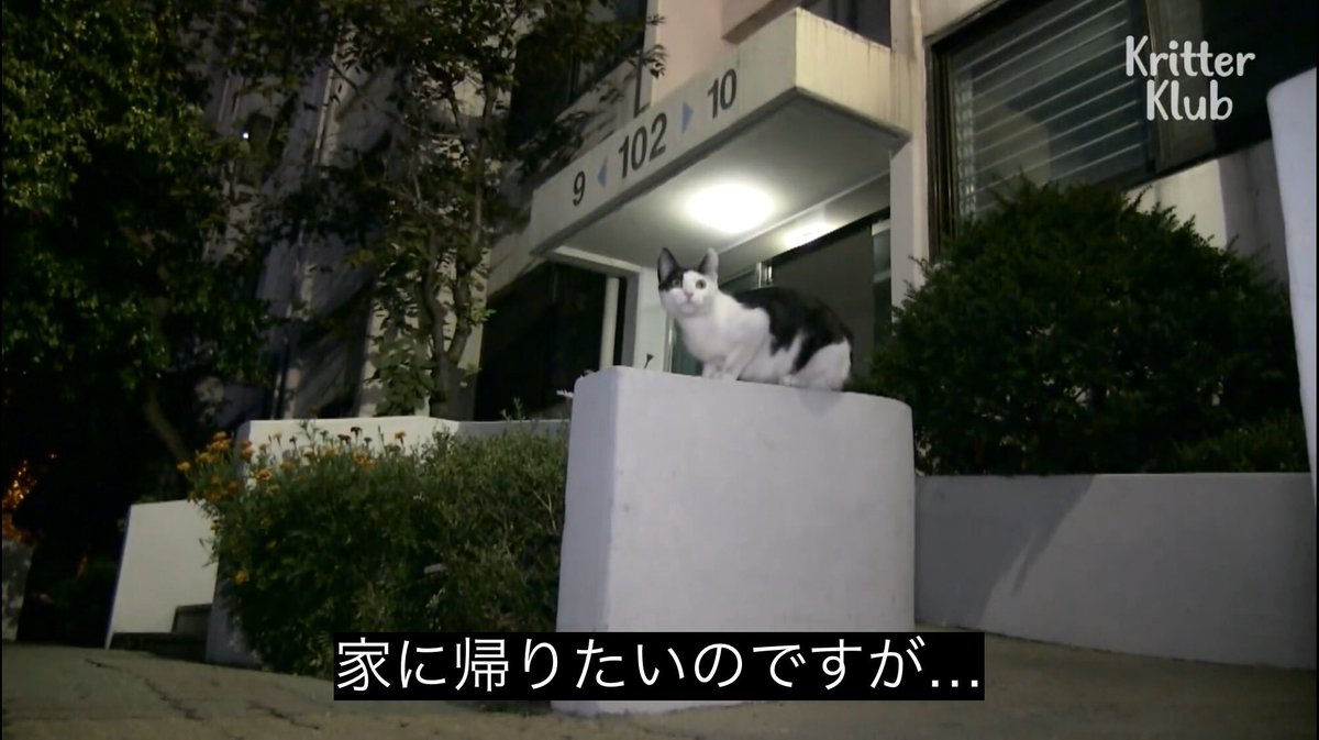 たそ tweet media