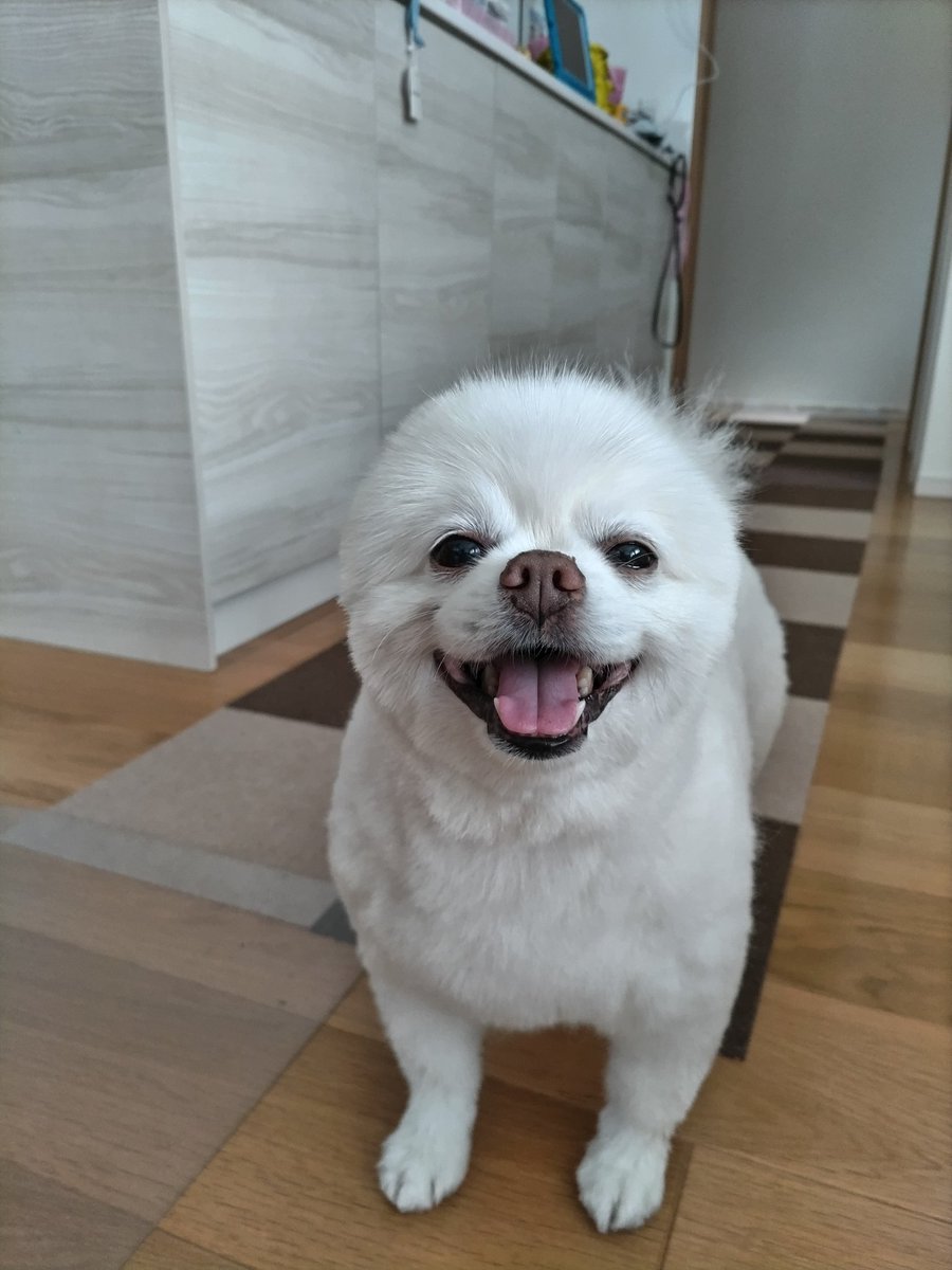 orangepetsitter's tweet photo. トリミングしてもらったよ🍒 https://t.co/y0fbJmRLdA