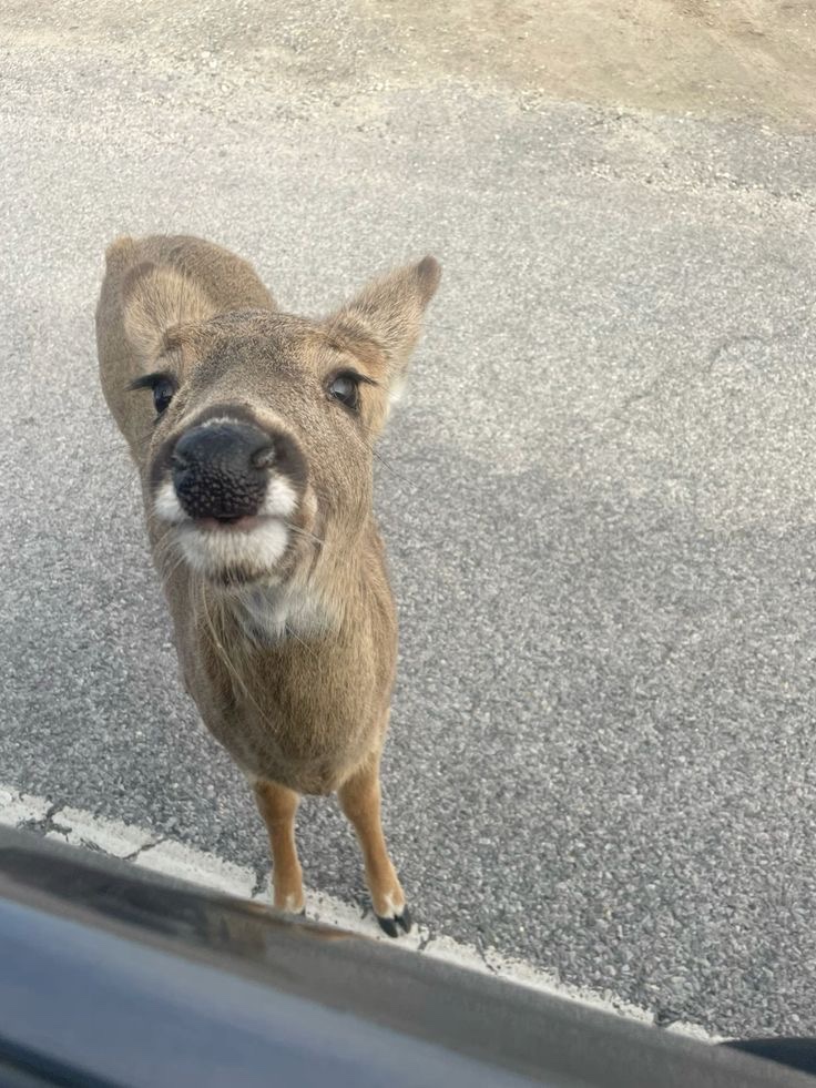 deer tweet media