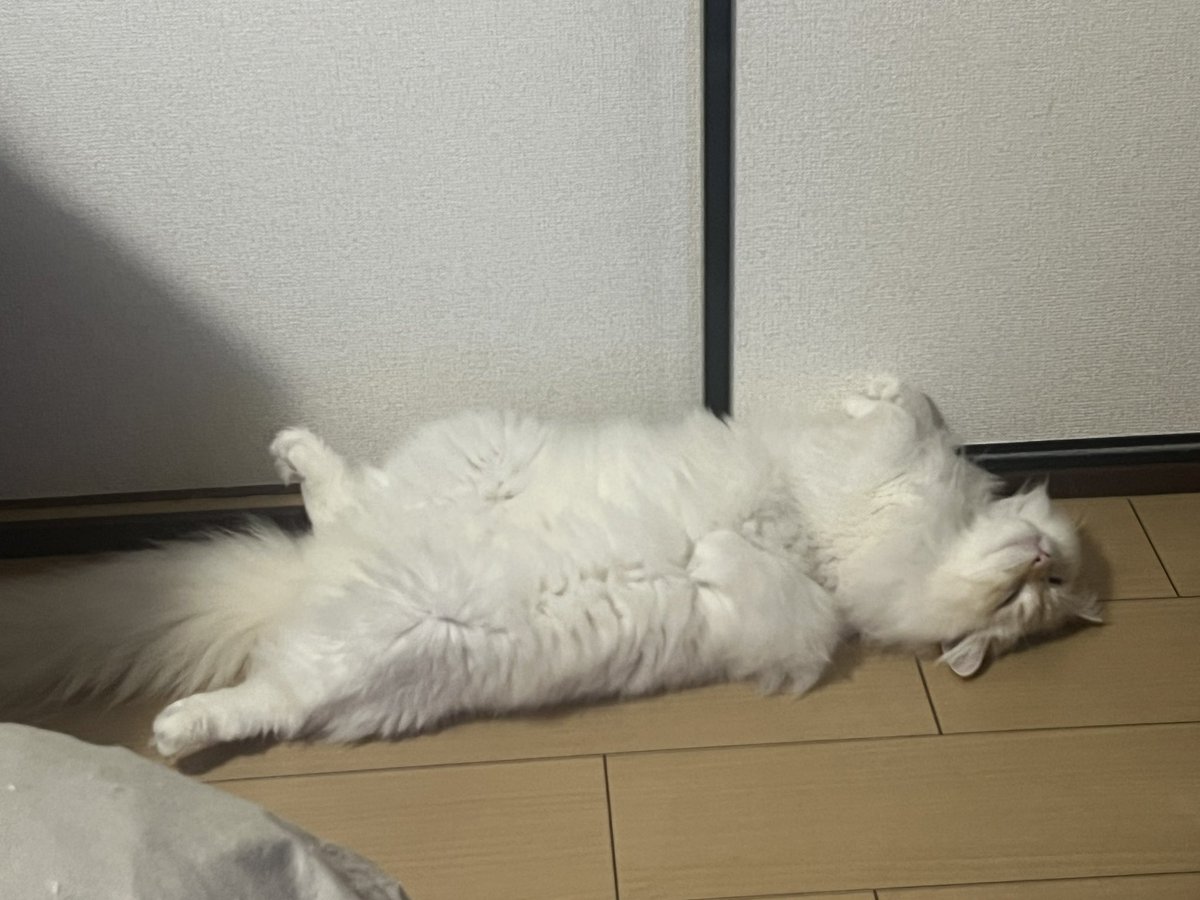 zaneeeeeeeeeeen's tweet photo. 最近の猫 https://t.co/TBnv62spil