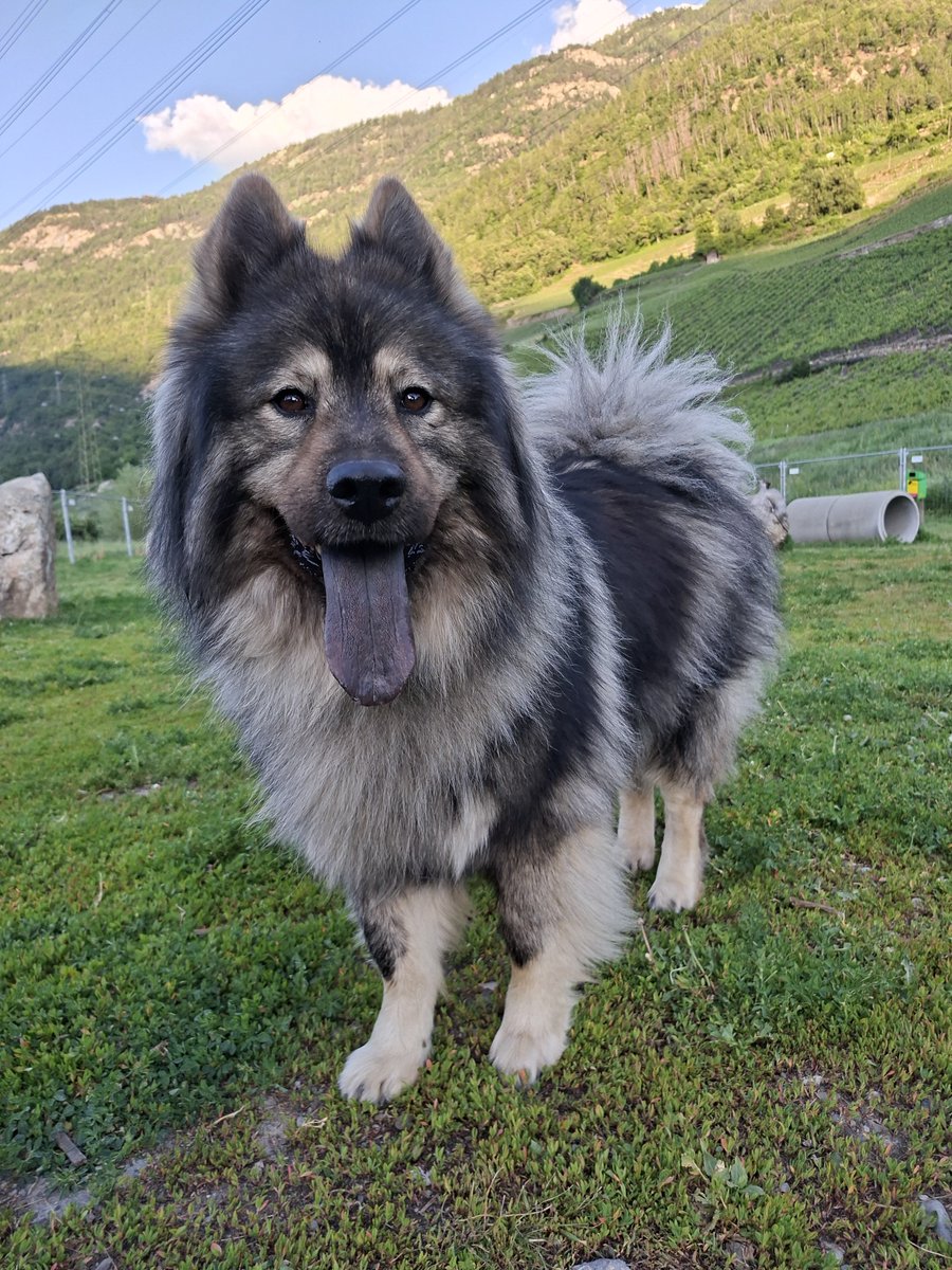 🇨🇭🌲Eric, CEO of the Swiss🌲🇨🇭 tweet media