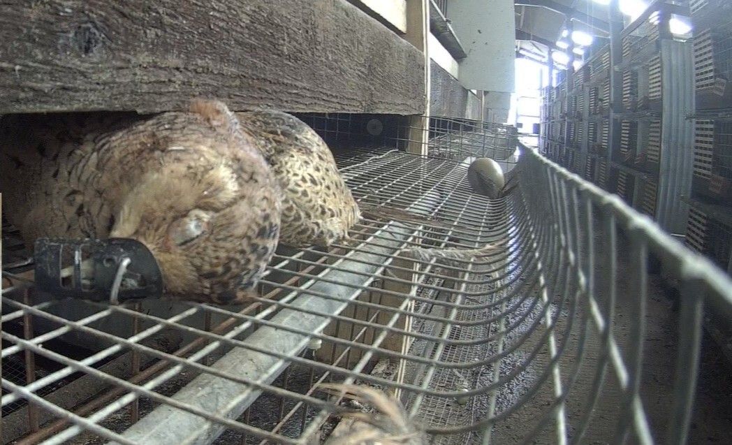 End Bird Shooting tweet media