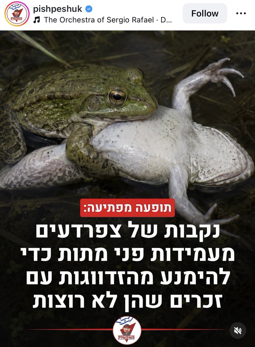 ayalking's tweet photo. מקווה בשבילן שבגלגול הבא שלו יובל וילנר לא יהיה צפרדע https://t.co/ia8g42nFfo