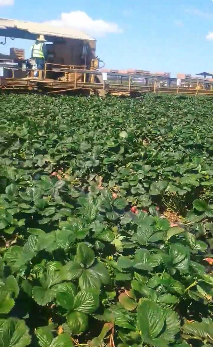 United Farm Workers tweet media