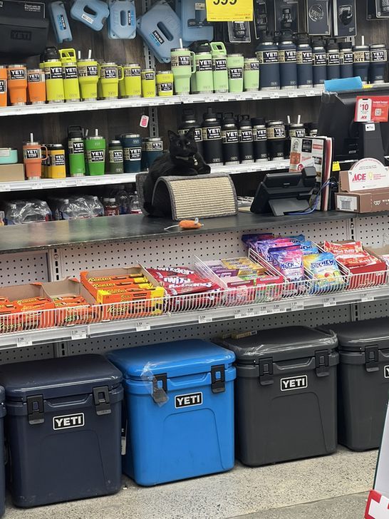 CatWorkers's tweet photo. Have you been served?

📸 Tad__Pool https://t.co/WALPO5UQFR