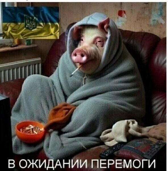 k.vnd🇷🇺 tweet media