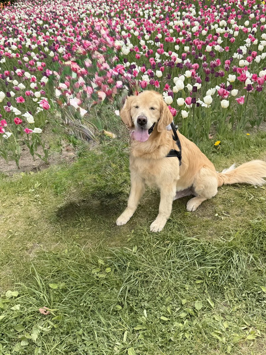 goldenretriever