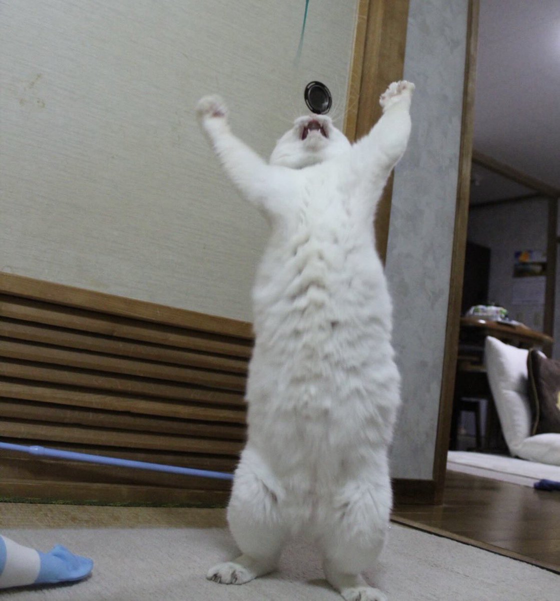 しんばぷー tweet media