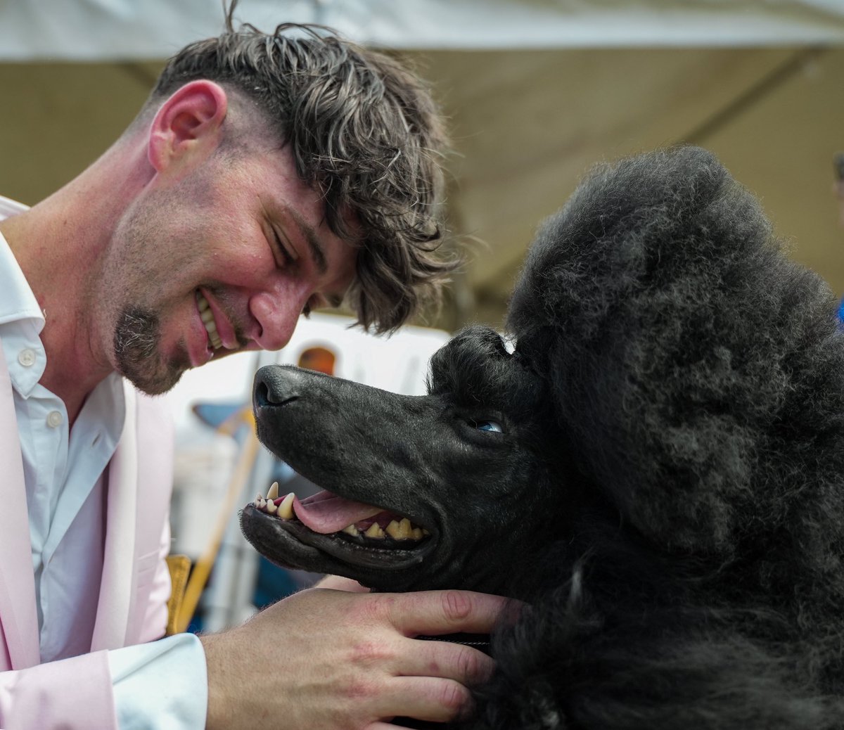 catano's tweet photo. Segundo día del FCI Puerto Rico International Dog Expo &amp; Poodle Specialty 2026 en nuestro Malecón de Cataño.

Un fin de semana lleno de elegancia, talento y amor por las mascotas. 🏆🐩🐕 https://t.co/cKBRMqoOmZ
