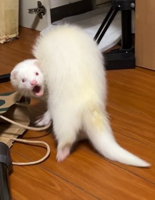 hatyusuzuki's tweet photo. #もう一度撮れと言われても撮れない写真 https://t.co/wbr3oXhqfw
