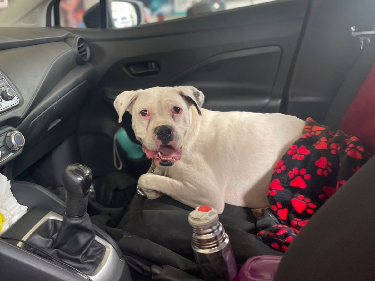 𝙷𝚎𝚕𝚊 𝙼𝚘𝚛𝚎 🐶 tweet media