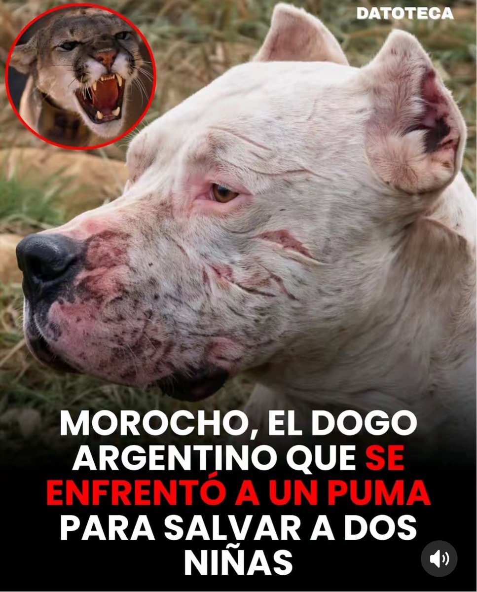 Contexto_Visual's tweet photo. En 2008, en la estancia La Cocha, en la provincia de Córdoba (Argentina), ocurrió una escena que parece sacada de una película, pero fue completamente real.
Dos niñas, Sofía y Yoli, habían subido a un árbol de higos sin darse cuenta de que un enorme puma las observaba desde lo alto de las ramas, esperando el momento para atacar.
Justo cuando el felino se preparaba para saltar, apareció Morocho, el fiel Dogo Argentino de la familia.
Sin dudarlo ni un segundo, el perro saltó para interceptar al puma en el aire, iniciando una feroz batalla en la base del árbol mientras las niñas corrían desesperadas a pedir ayuda.
Minutos después llegó el padre de una de ellas. La escena era impactante: el puma yacía sin vida, y Morocho estaba gravemente herido, con profundas mordidas y cortes en el cuello y el rostro.
Aun así, cuando vio a su familia, movió la cola.
Tras varias semanas de cirugías y cuidados intensivos, el valiente perro logró recuperarse completamente.
Desde entonces, Morocho quedó grabado en la memoria de muchos como un verdadero héroe, símbolo de la fuerza, el coraje y la lealtad absoluta que un animal puede sentir por quienes ama.
Desde entonces, muchos entendieron algo que a veces los humanos olvidan:
la lealtad verdadera no habla, no presume y no pide nada a cambio… solo aparece cuando más la necesitas.
Morocho no era un héroe porque venció a un puma.
Era un héroe porque estuvo dispuesto a dar la vida por su familia sin pensarlo dos veces.
Y quizá por eso los perros dejan huellas que el tiempo nunca puede borrar.