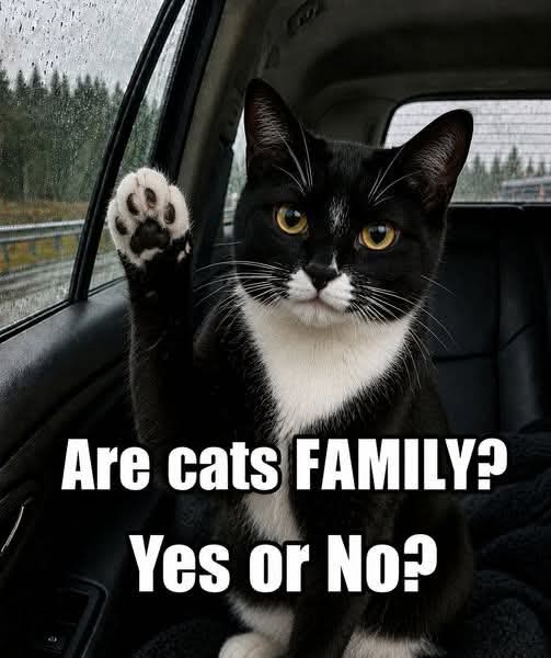 Jassmini2's tweet photo. Are Cats Family Yes or No https://t.co/OMEj4LBSbF