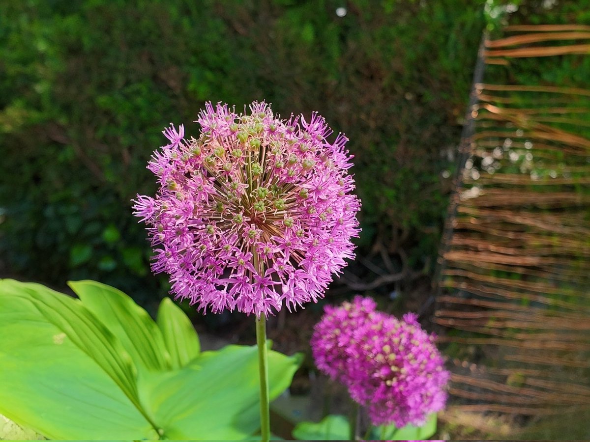BownKeith's tweet photo. Aliums Sheffield. https://t.co/XghDqaRiFH