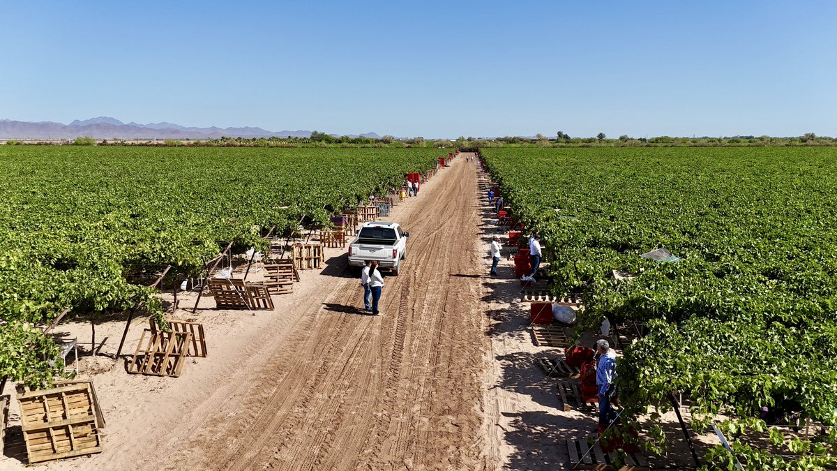 CubanoMier's tweet photo. Gracias a mi amigo Marcelo Vanegas y su familia, pudimos visitar unos hermosos campos de uva, ver la calidad y tecnificación con la que se produce en medio del desierto, así como los empaques de primer nivel con los que contamos en Caborca 2/3 https://t.co/ifaacQBboR