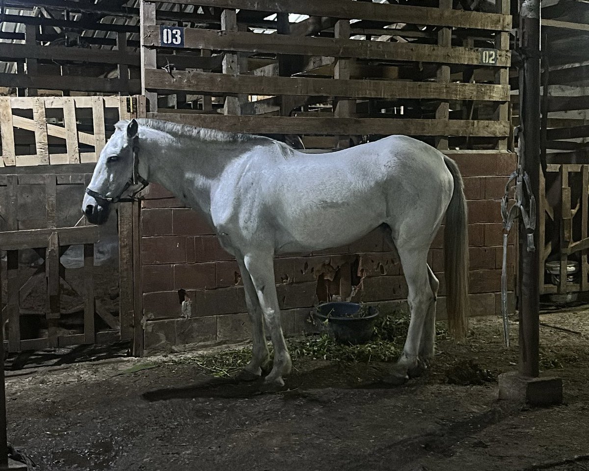 anastasonthe's tweet photo. 🏇🏇 https://t.co/JKqypf9CYg