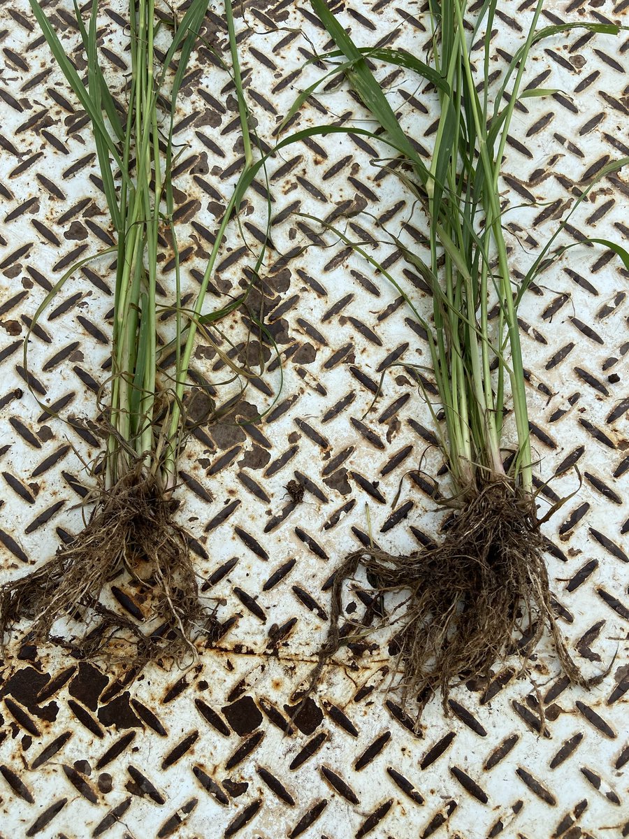 GrahamPage01's tweet photo. Using live microbes 🦠 in @TerragenB Great Land Plus increases beneficial microbial populations in your soil. We see direct increases in root biomass, nitrate nitrogen and micro nutrients. We also see reduced pathogens. This increases WUE, builds plant resilience and yields https://t.co/52A1a92Sng