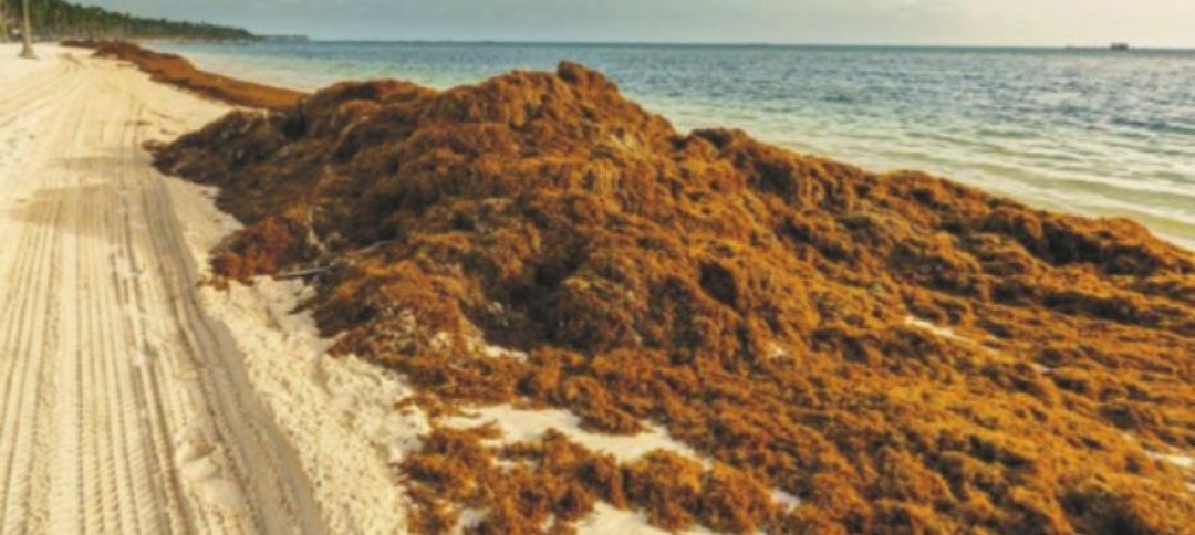 nathalympm's tweet photo. La Fruta tiene razón...
En RD, el sargazo es considerado ‘basura’ cuando llega en grandes cantidades, ya que tarda en biodegradarse y, al descomponerse, produce mal olor, afecta la estética de las playas y dificulta disfrutar del mar.
#PlanetaAlofoke 🍇 https://t.co/tyKuY5zm3B