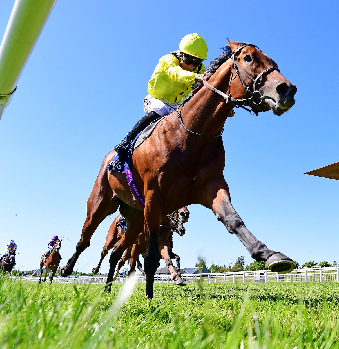 weatherbysltd's tweet photo. An updated pedigree for Almaqam @kingsdownstable who ran on really well to land the Group 1 Tattersalls Gold Cup @curraghrace .

It was something of a family affair for the son of Lope De Vega @BallylinchStud - his three-parts brother Saddadd was under three lengths back in third place having won the Group 3 Gordon Richards Stakes last time out (pic).

From Gerald Leigh’s wonderful family of Brocade, Barathea, Gossamer et al.