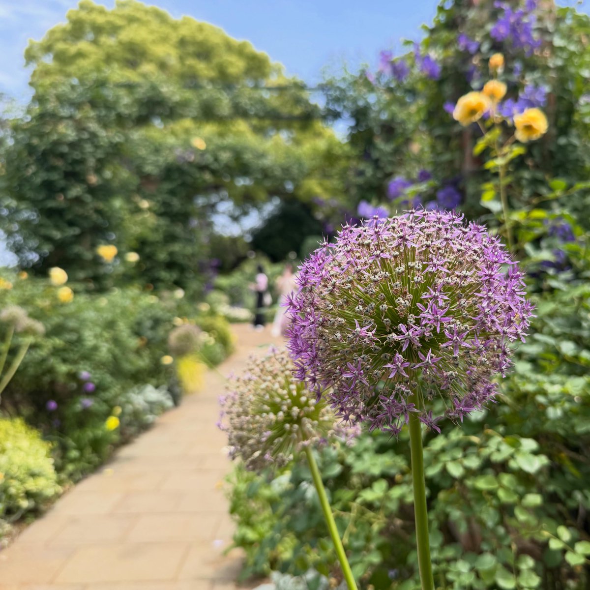 kaiu812's tweet photo. きのうの横浜。夏の花々に替わりつつあります。
薔薇の花数はだいぶ減ったけれど、よく香っていました https://t.co/GV7NDEhj77