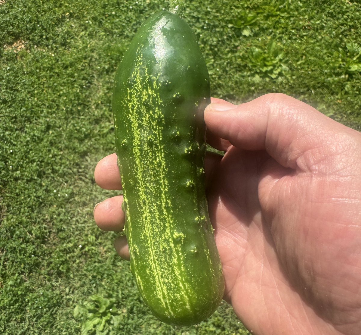 Lew_Jetton's tweet photo. The rain and temperatures have garden taking off! First cucumber and tomatoes, peppers not far behind! #Homegrown #Garden #VegetableGarden #HomegrownTomatoes https://t.co/50aIvOPPzp