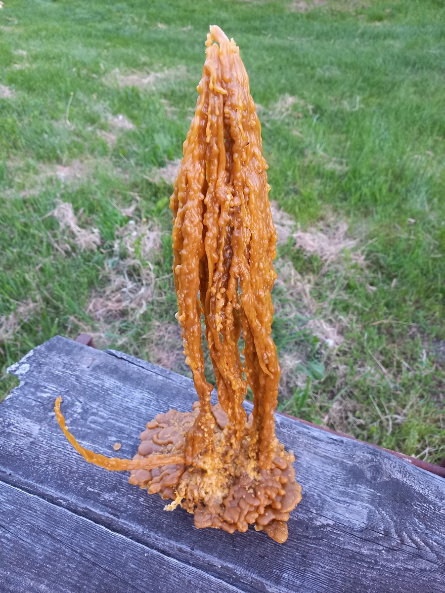 vammedok's tweet photo. When nature decided to do modern art. ) I left the solar wax furnace working, and at the exit I got this alien stalagmite!

I don’t even know what it reminds me of more: a fancy castle, a wax tentacle or a set for a fantasy movie.

And what does this construction look like to you? Write your options in the comments!
#Beekeeping