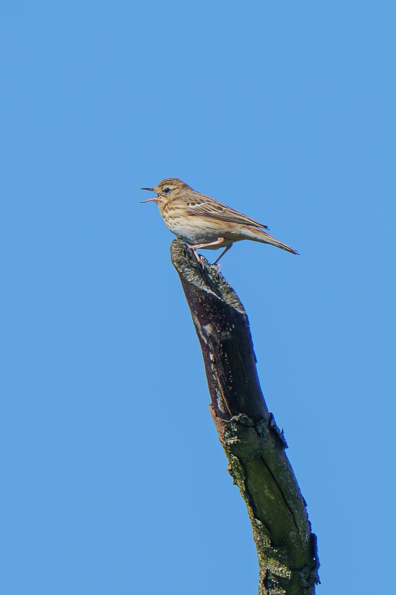 NestingUpNorth's tweet photo. A Tree #Pipit nest beautifully tucked into a grass tussock beneath a young birch sapling.
Located with @BirderSouth. https://t.co/8BVPPLOk3V