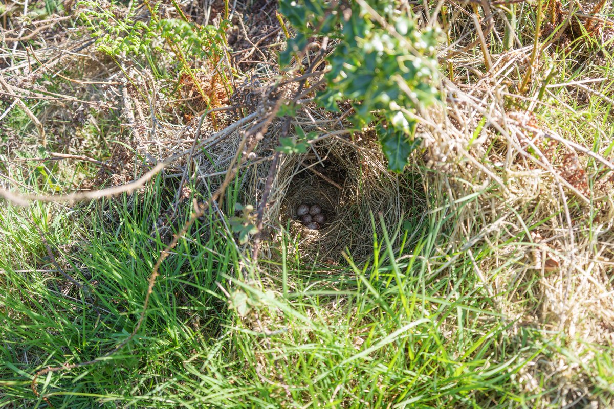 NestingUpNorth's tweet photo. A Tree #Pipit nest beautifully tucked into a grass tussock beneath a young birch sapling.
Located with @BirderSouth. https://t.co/8BVPPLOk3V