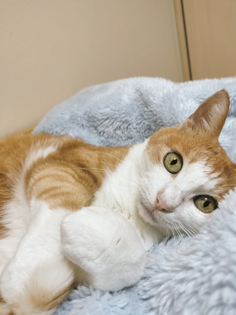 猫のいる暮らし
