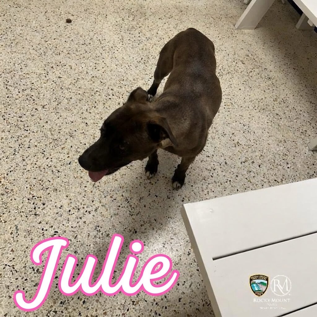 Dubs4Mutts's tweet photo. 🐶 Julie 🌸 would do wonderfully in a loving home where she can build confidence at her own pace and be cherished for the sweet soul she is. If you're looking for a gentle companion to share your heart with, Julie could be the perfect fit! https://t.co/7stc2KjmrZ https://t.co/cyP6R5jUgW