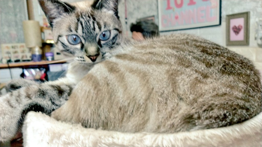 メメ tweet media