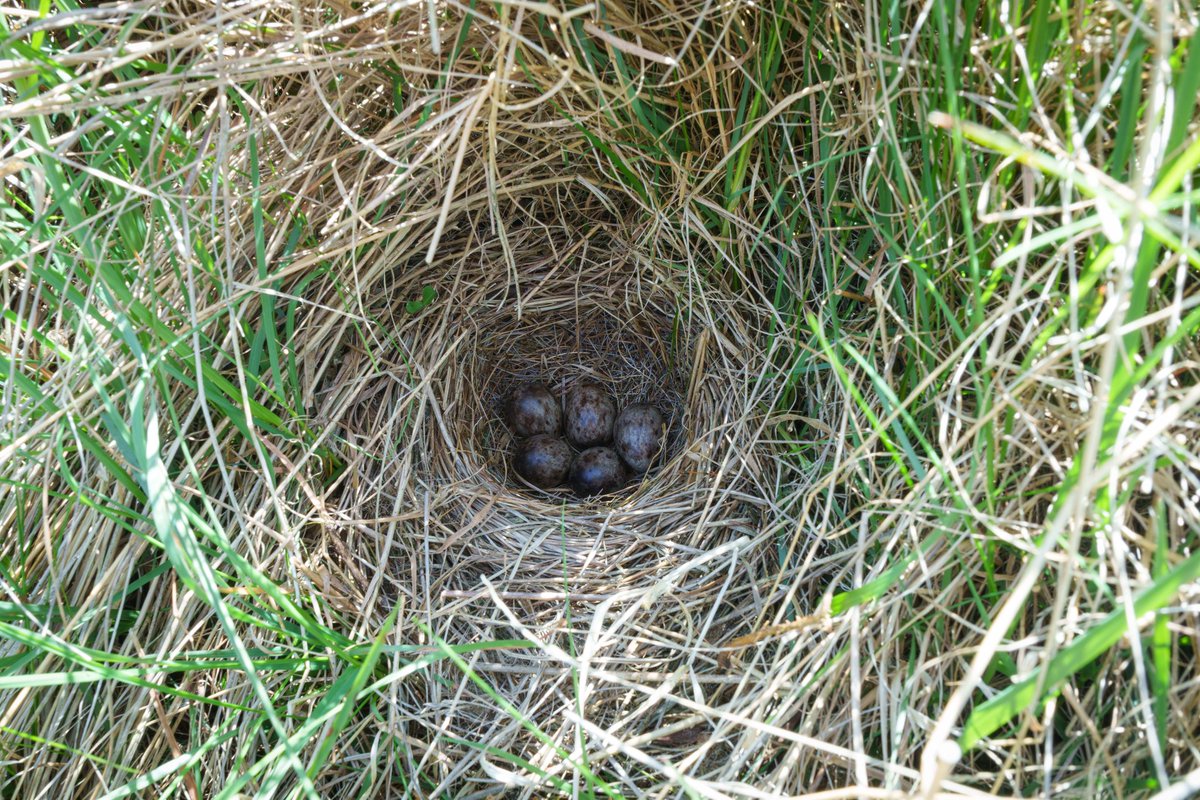 NestingUpNorth's tweet photo. A beautifully concealed Tree #Pipit nest, hidden within rough tussocky grass in regenerating clearfell habitat.
Located with @BirderSouth. https://t.co/8uqFO1M4Rp