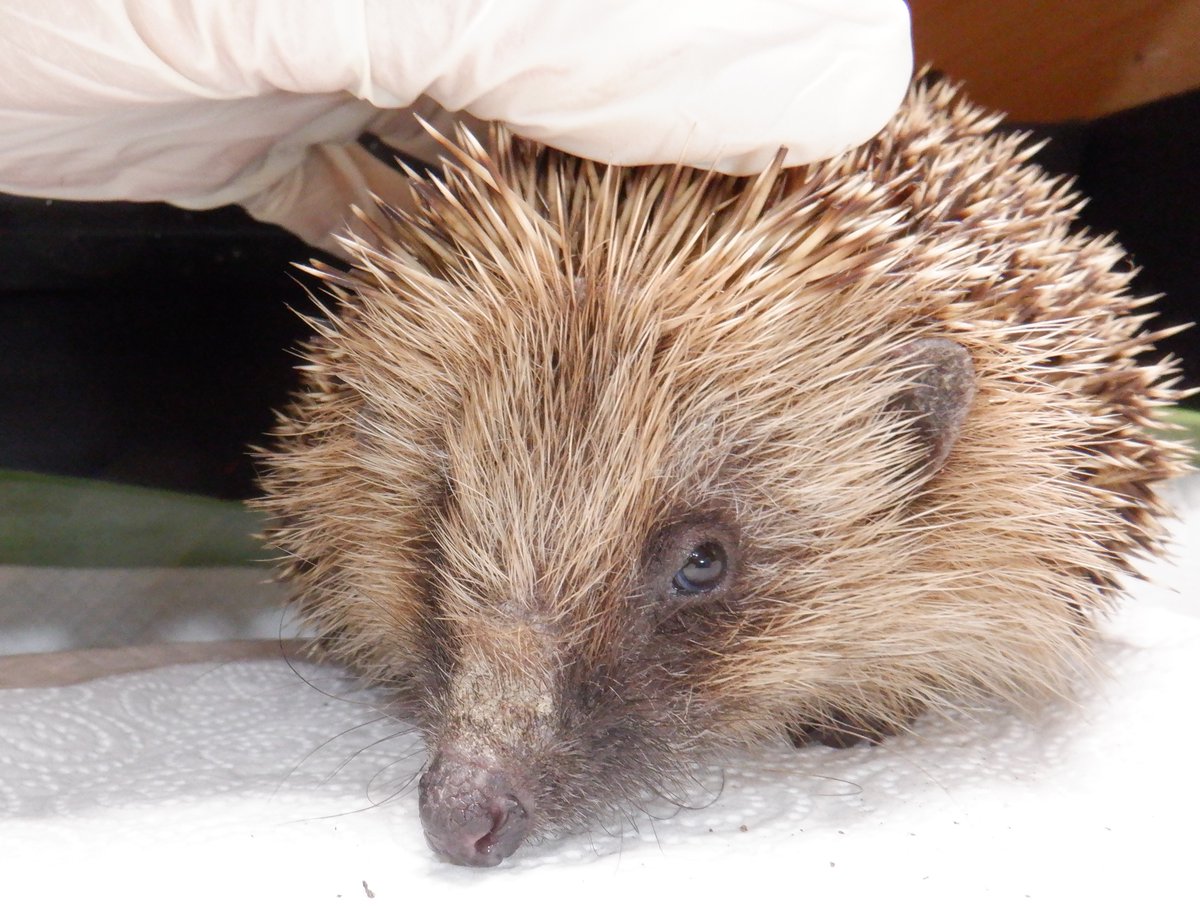 Hedgehog Cabin tweet media