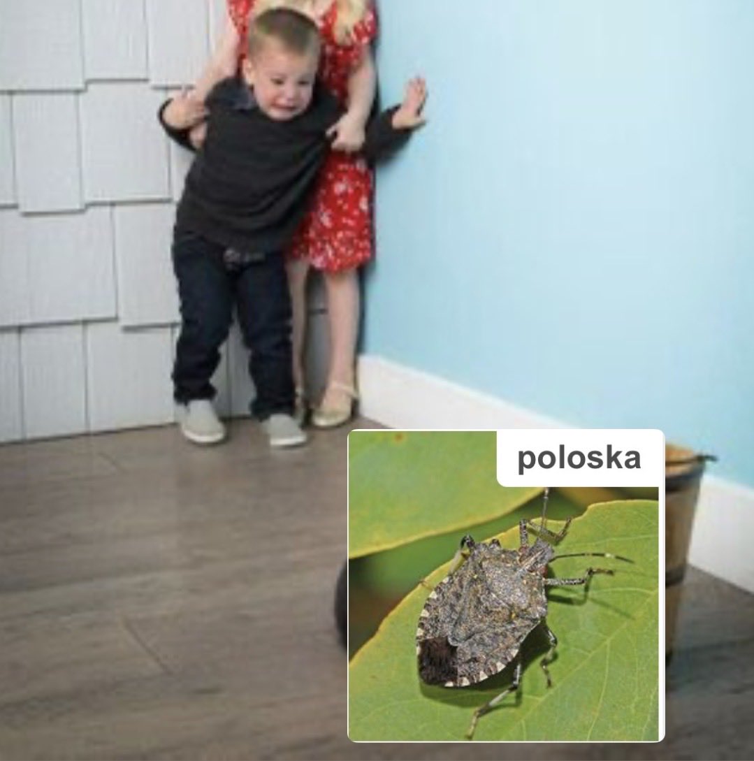 betyárromantika tweet media