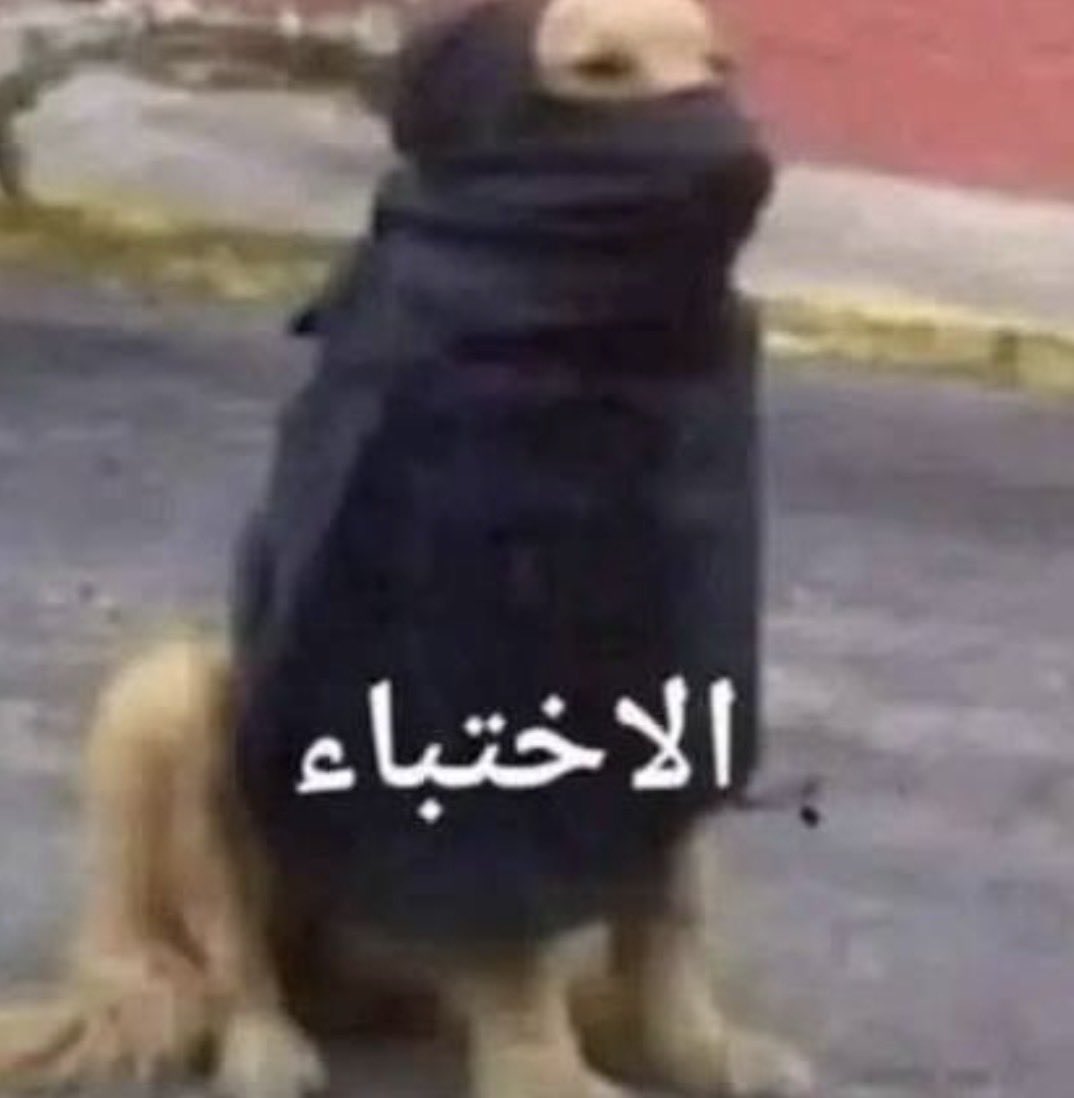 Layla tweet media
