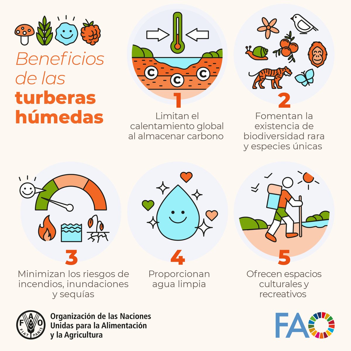 FAOMesoamerica's tweet photo. 🌱 Las turberas húmedas son:

✅ Refugio de biodiversidad 🪻🦋
✅ Espacios culturales y creativos 🏞️
✅ Barreras naturales contra el cambio climático 🌡️🛡️

Protegerlas es honrar la armonía entre naturaleza y humanidad 💚🌎 https://t.co/MsP0Uxy40B