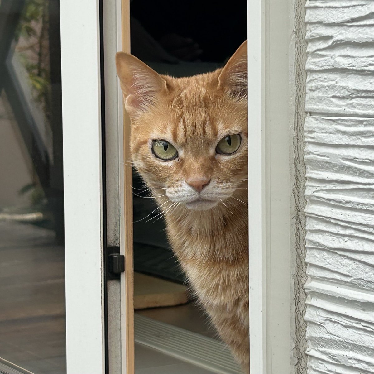 猫のいる暮らし