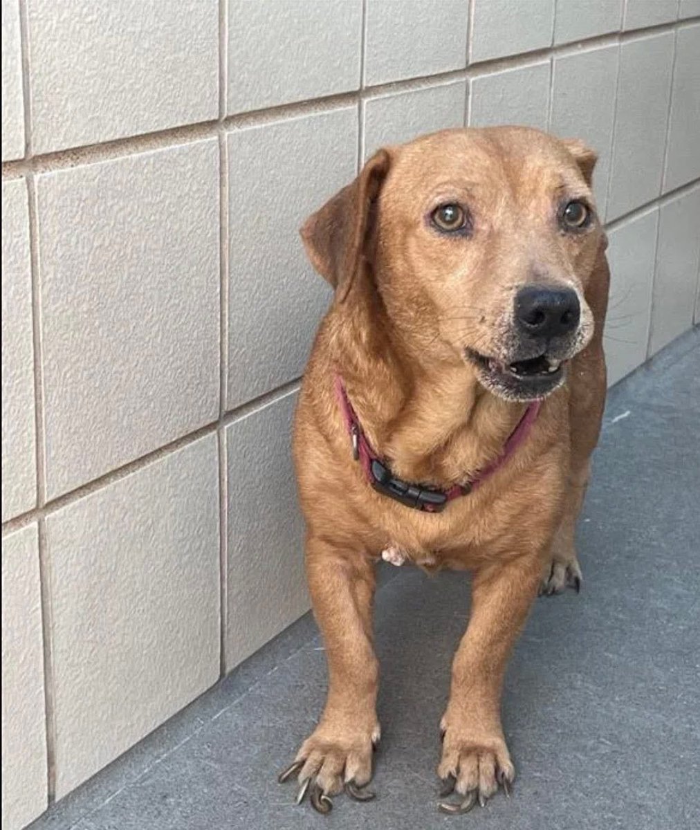 Iza_2021's tweet photo. ABANDONED IN AN APARTMENT BATHROOM 💔💔💔
Grits 7y #A387831 HW Positive 

LOCATED AT CORPUS CHRISTI ANIMAL CONTROL CORPUS CHRISTI TEXAS 

RESCUE EMAIL:  ccacsrescues@cctexas.com
Corpus Christi Animal care service 
2626 Holly Rd, Corpus Christi TX 78415
☎️(361) 826-4630 https://t.co/44cAbkE0KX