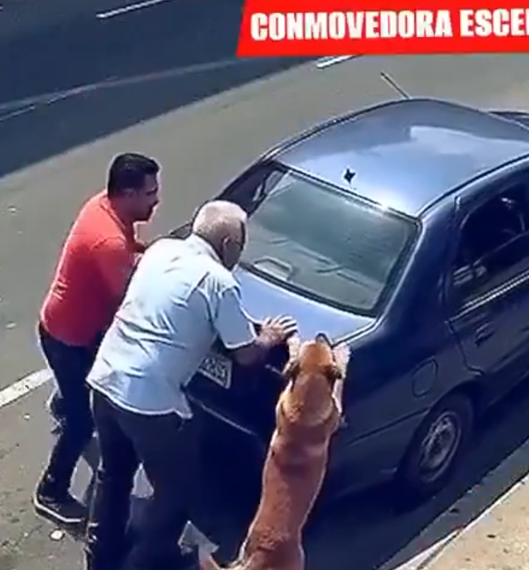 SehirlerGuvenli's tweet photo. Yavaşlatıp izleyince köpeğin bazı kerametleri:
🔸 Amca 4 parmaklı kalmış, parmağını geri veriyor ve yüzündeki yanık izini iyileştiriyor.
🔸 Arka sahnedeki genç kardeşimiz felç geçirip adım atamıyor. Tam o anda mübarek havada yürütüyor.
İman etmeyen kafir olur. 🙃 https://t.co/PIONuq8RG6